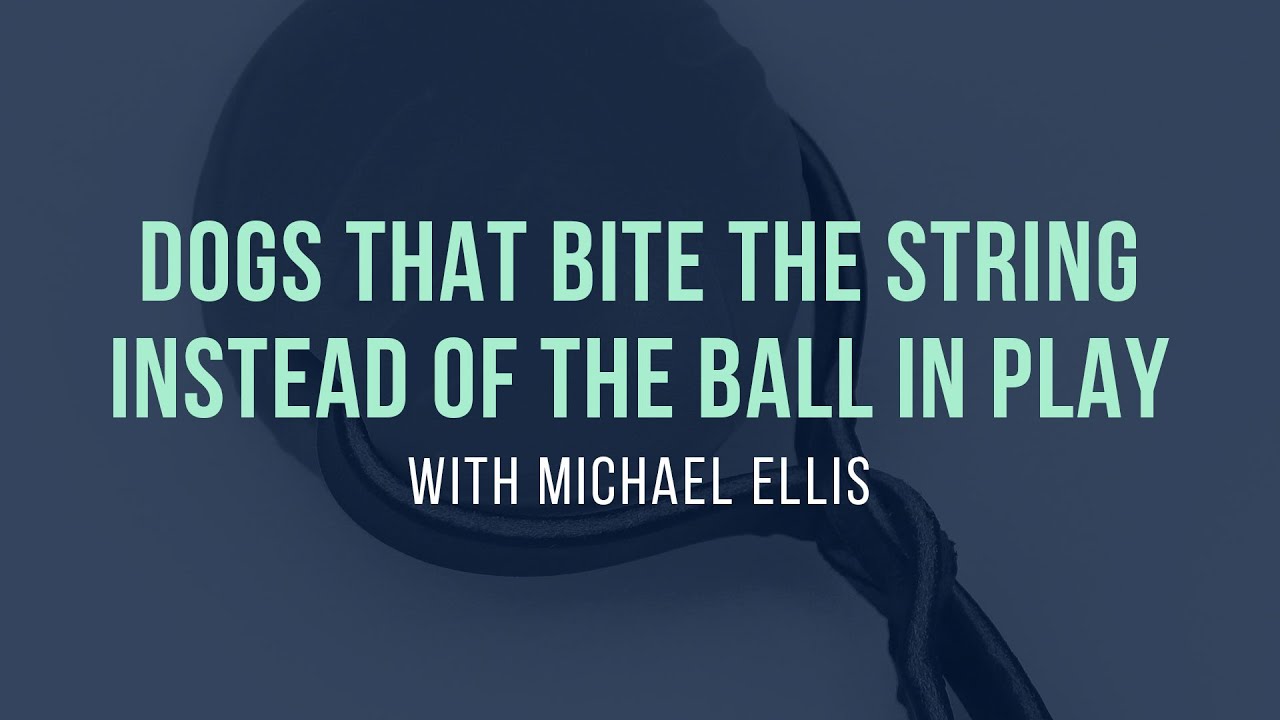 Dogs That Bite the String Instead of the Ball During Play - Michael Ellis