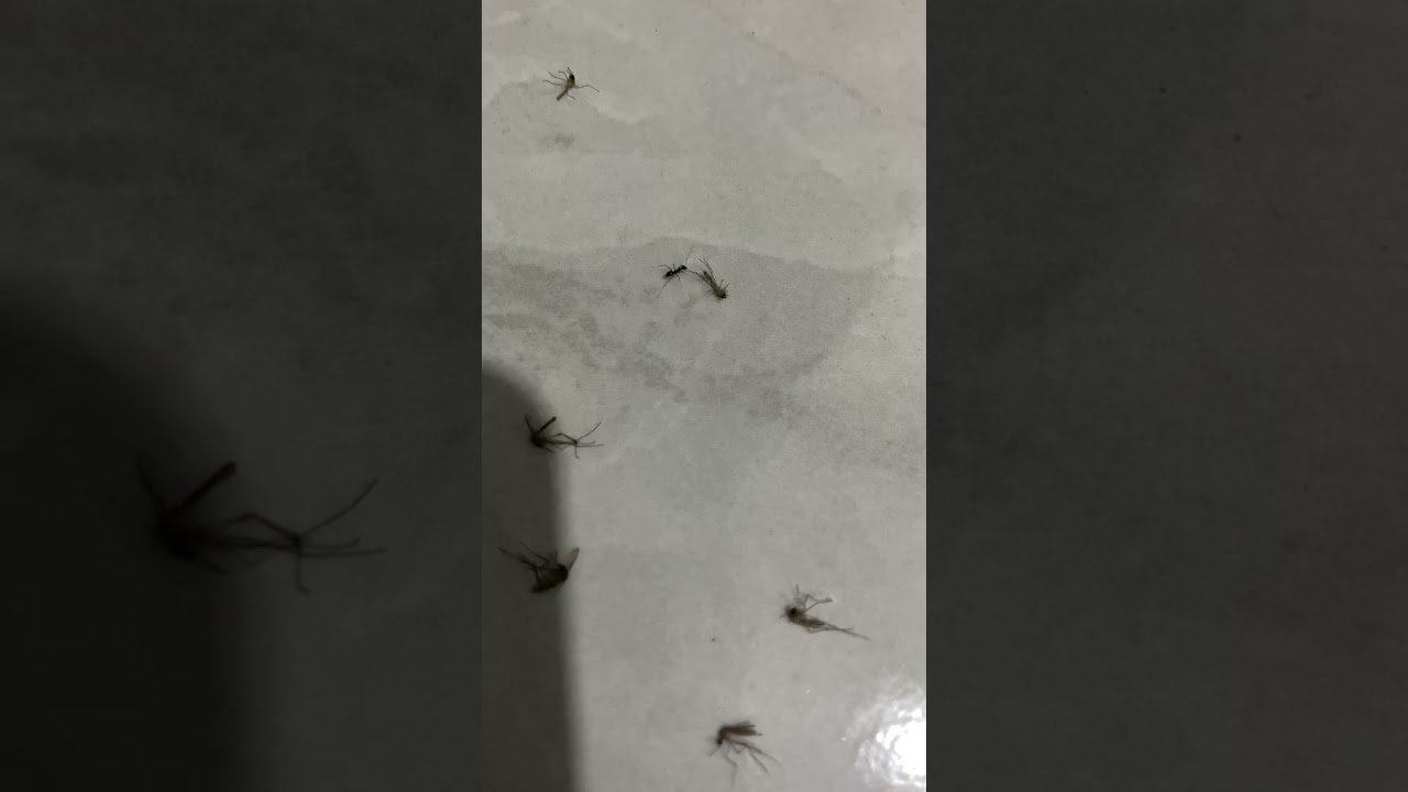 Nyamuk di angkat semut