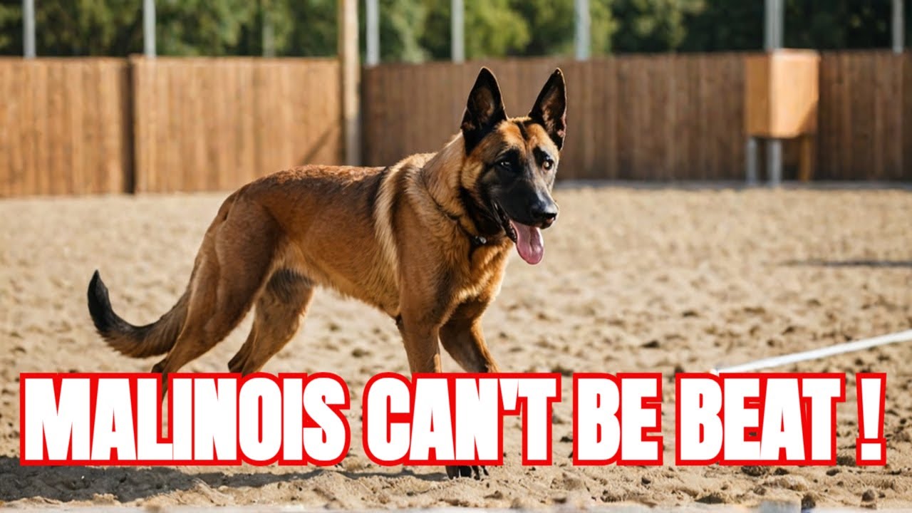 Belgian Malinois: The Best Dog Breed (and Why You Shouldn't Get One)