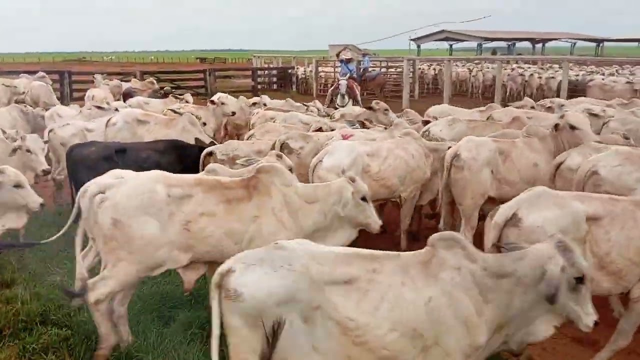 Fechando a boiada no curral para apartar @chacaracomediaselvagem6832 