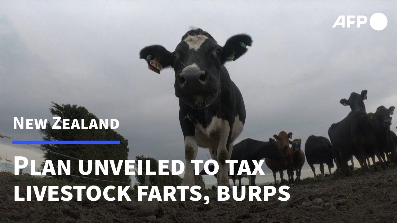 New Zealand outlines plans to tax livestock burps, farts | AFP