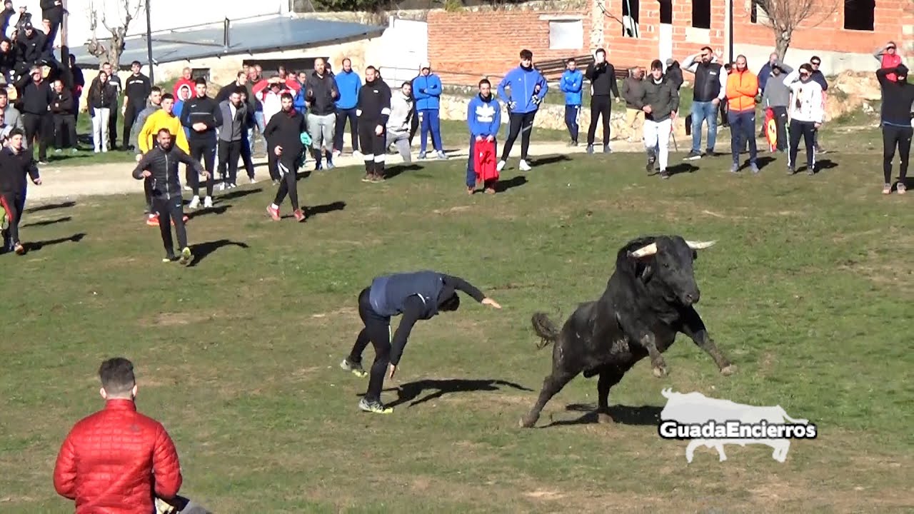Encierro de Malacuera 21- 01-2023 Toro se escapa GuadaEncierros