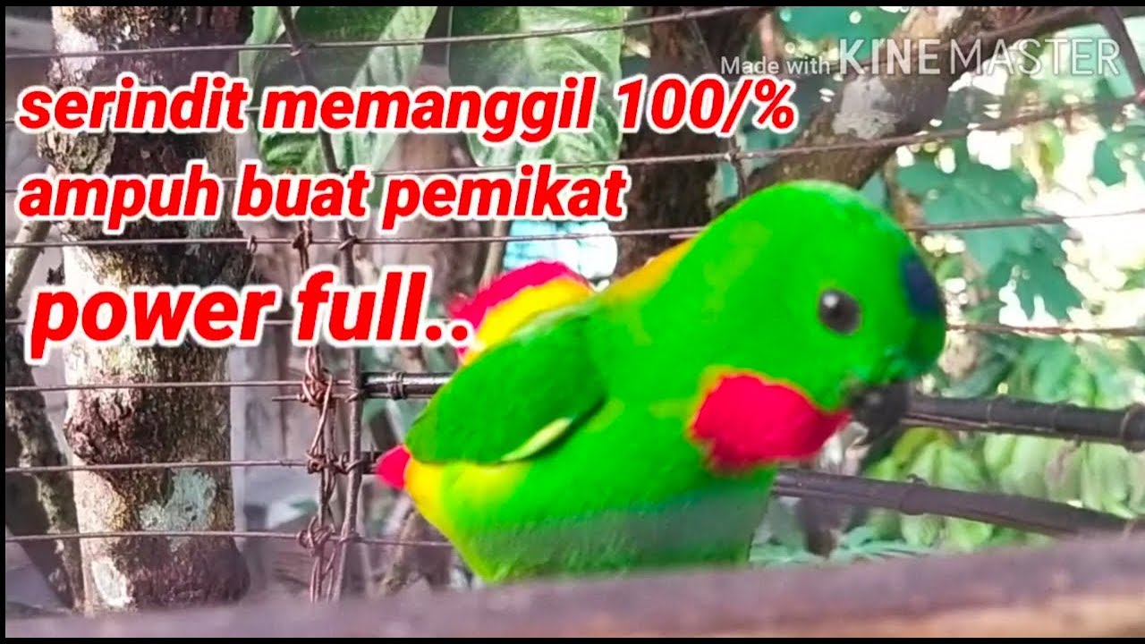 serindit memanggil power!!..
