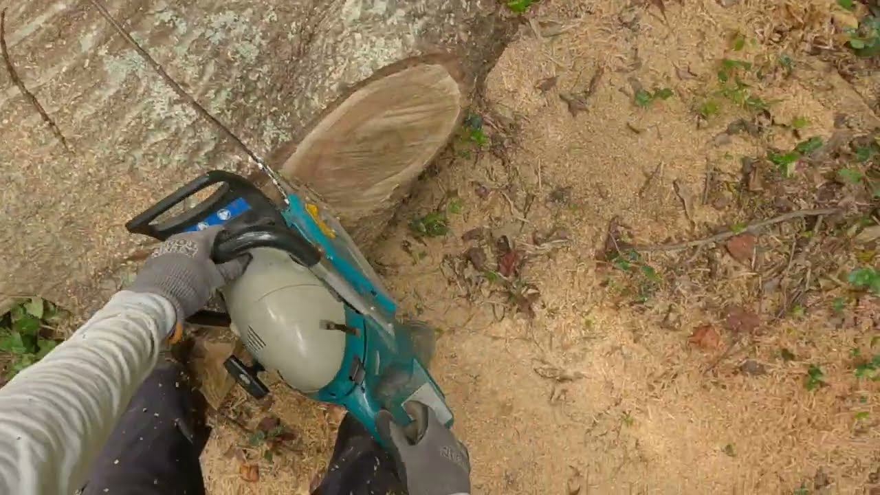 Pov firewood cutting with makita chainsaw
