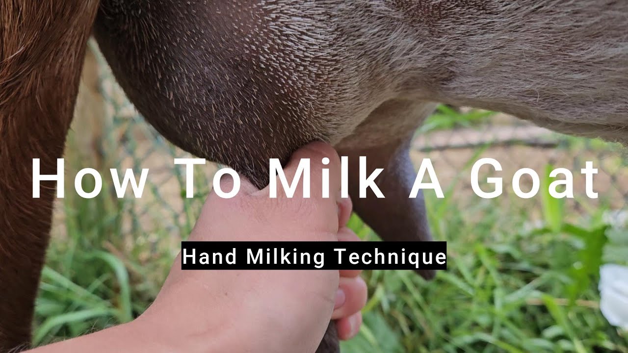 How To Milk A Goat | Small Farm | Nubian Dairy Goats | Family Milk Goat
