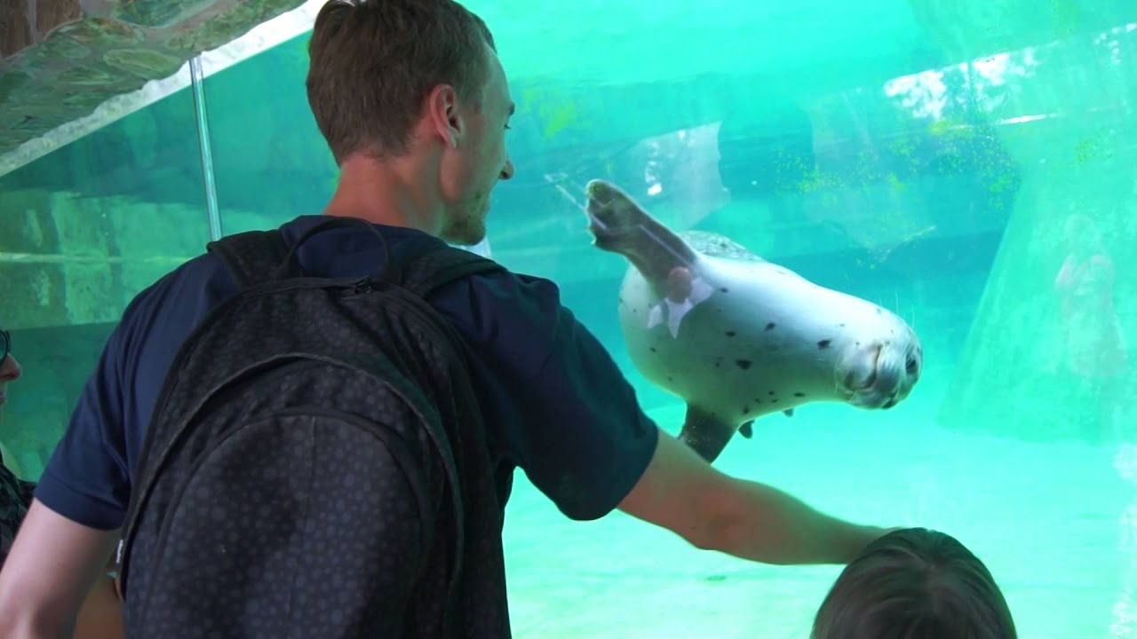 Zabawa z fokami we wrocławskim ZOO
