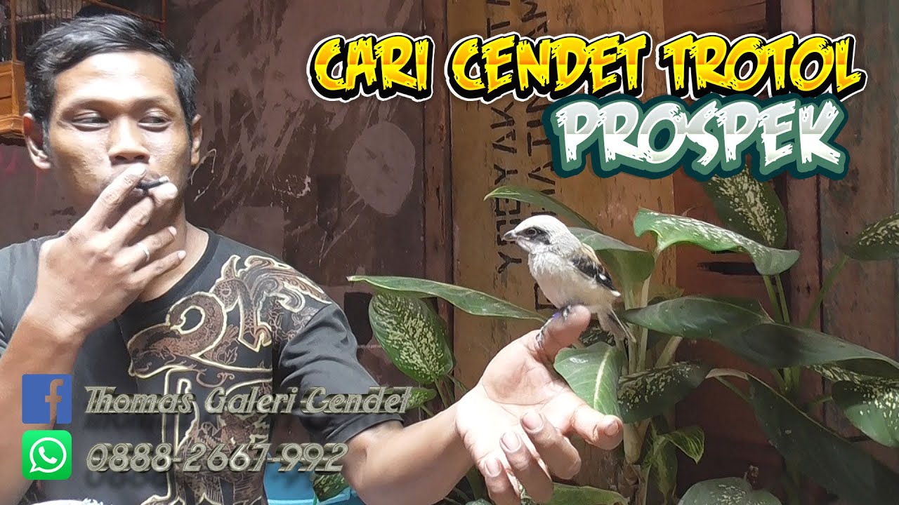 Cari Bahan Cendet Trotol Prospek Di Tempat Om Thomas Galeri Cendet