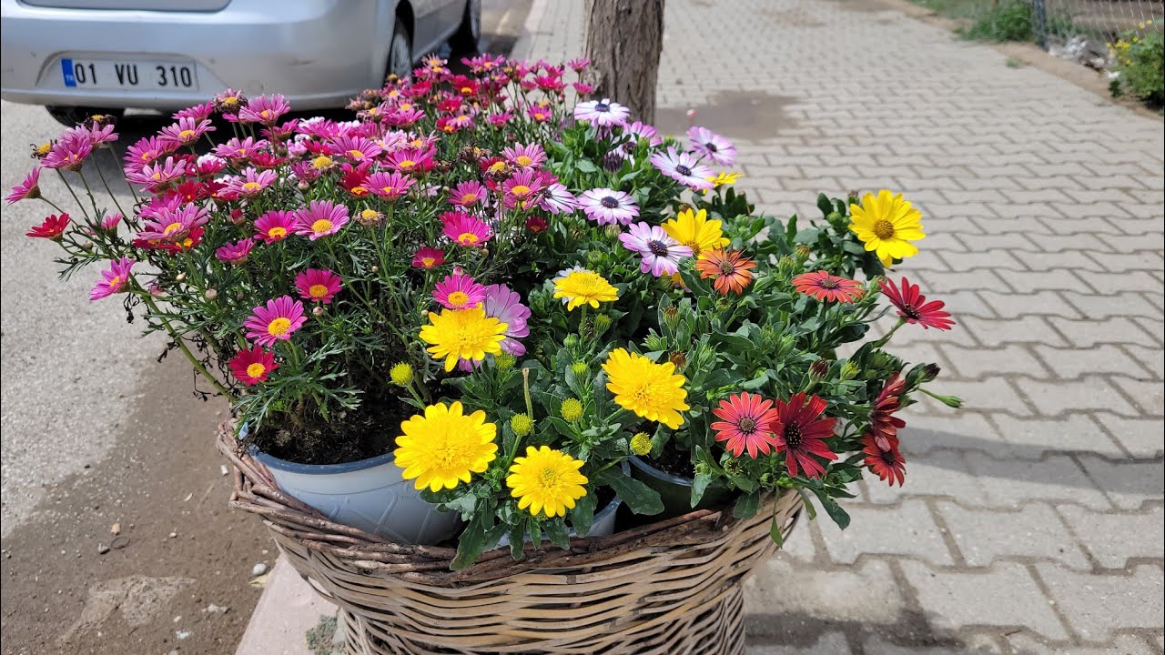 OSMANİYE ELİF BOTANİK