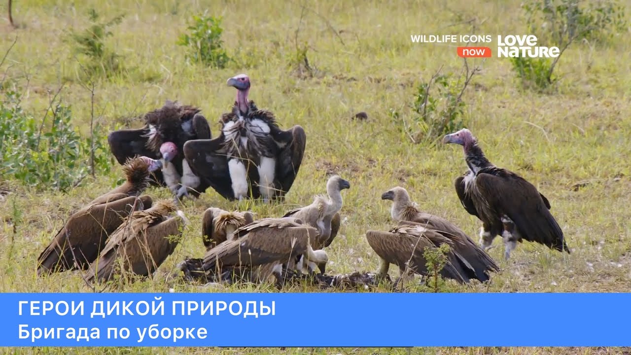 Герои дикой природы. 2 сезон, 1 серия. Бригада по уборке