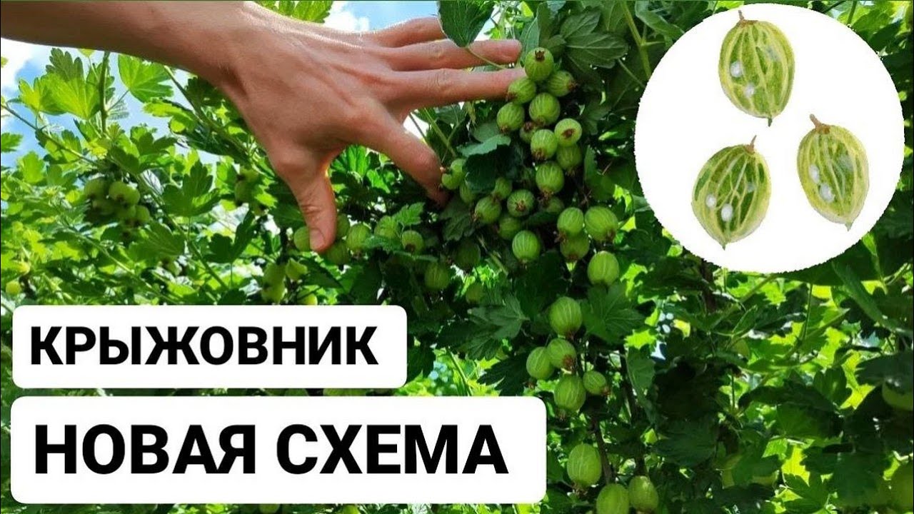 Крыжовник первая летняя обрезка для укрупнения плодов по новой схеме