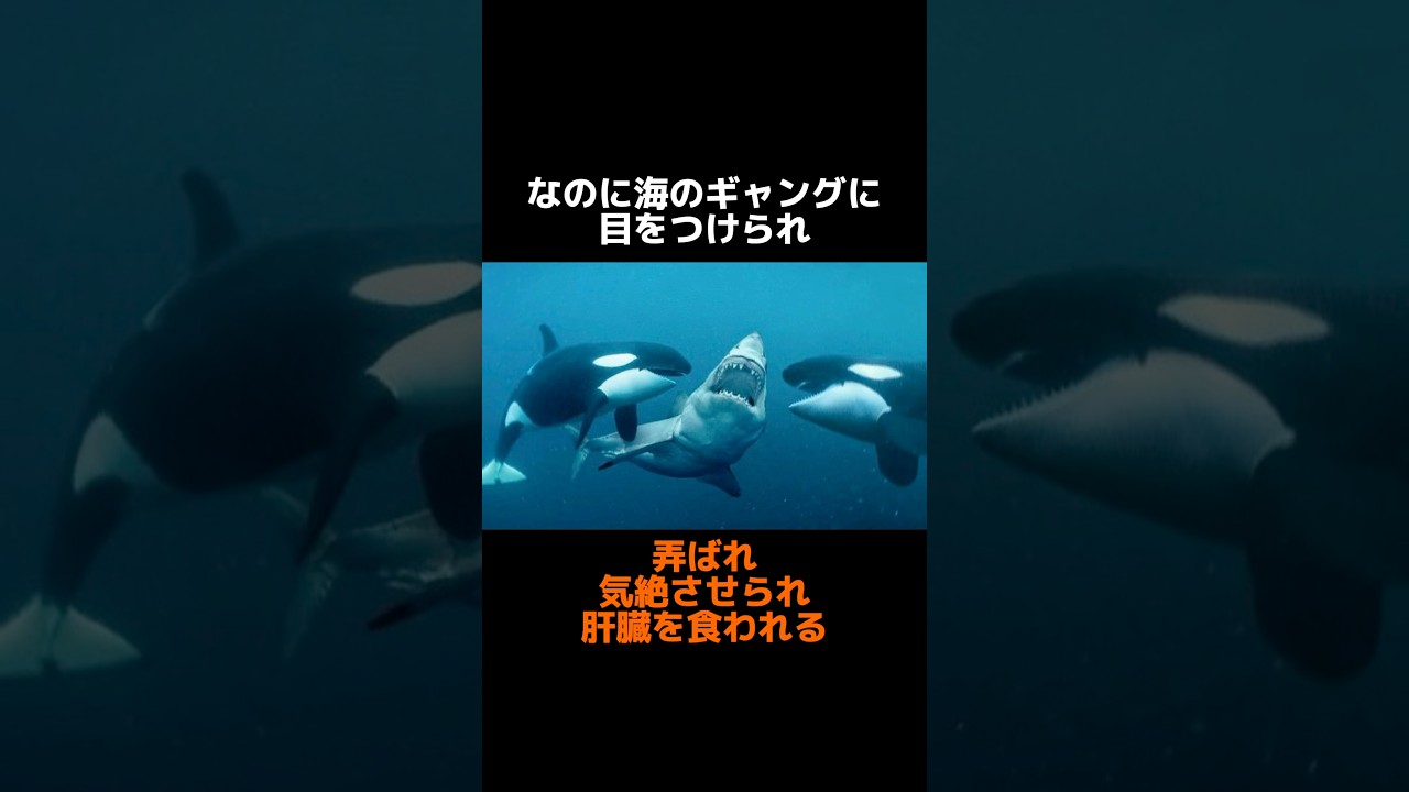 哀れなり、海の王者よpart2