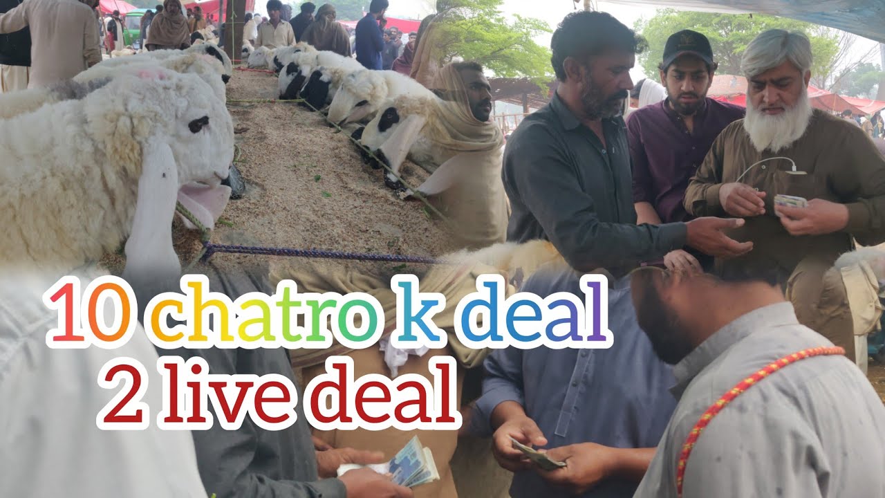 10 chatrao ka soda kinty ma hona chaiay dasi chtray live deal lahore mandi lovers 