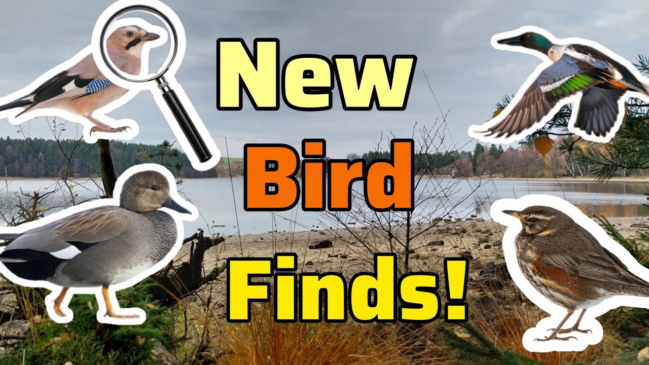 2 Brand New Species Discovered! Ducks, Jays and More! | Winter Wildlife Walk