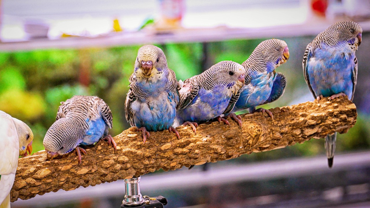 My Hand-Fed Baby Budgies Just Started Flying! 🐦 What Now?