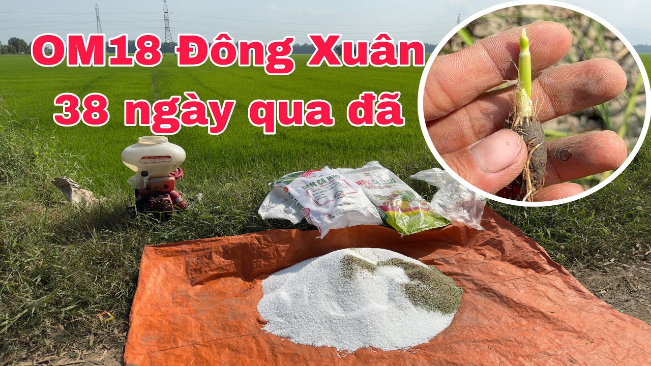 Bón phân đón đồng thoy bà con ơi 