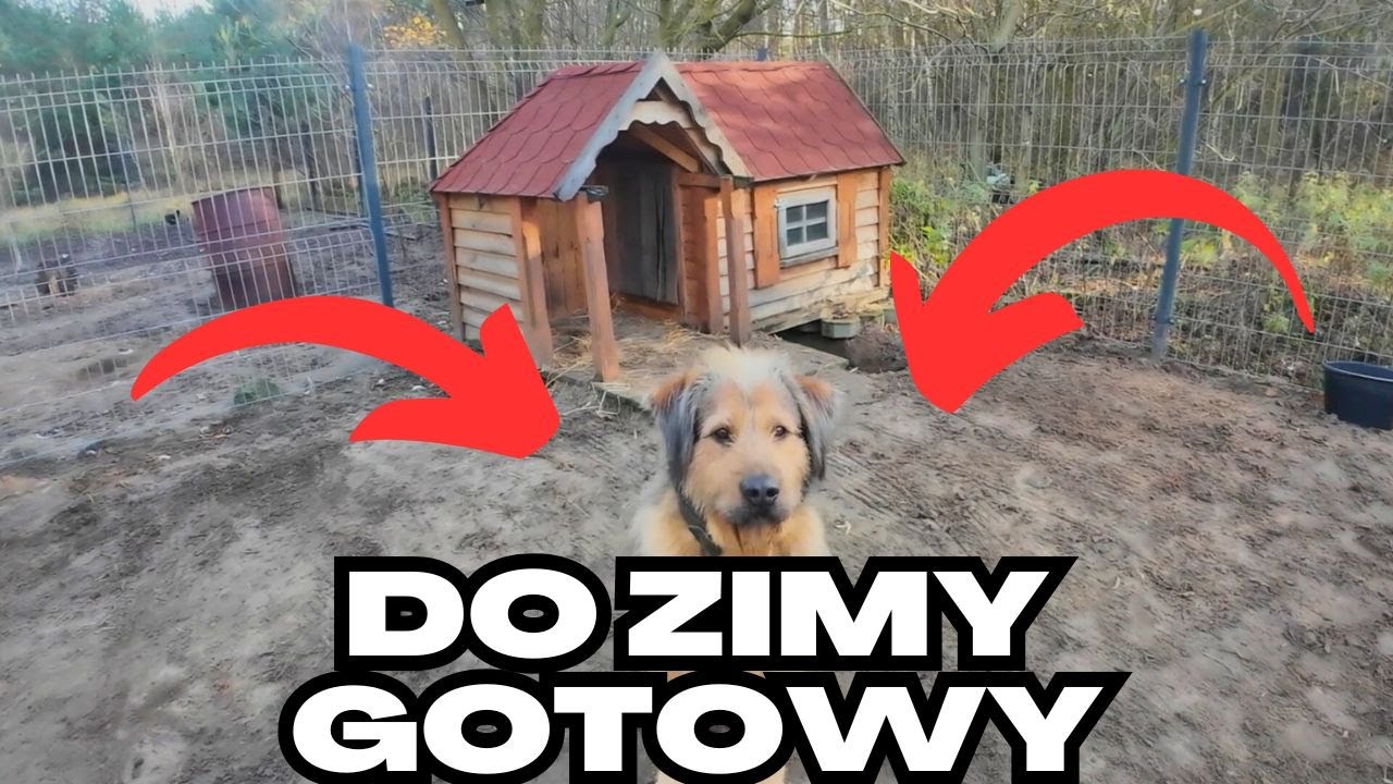 Przygotowanie psiej budy na zimę