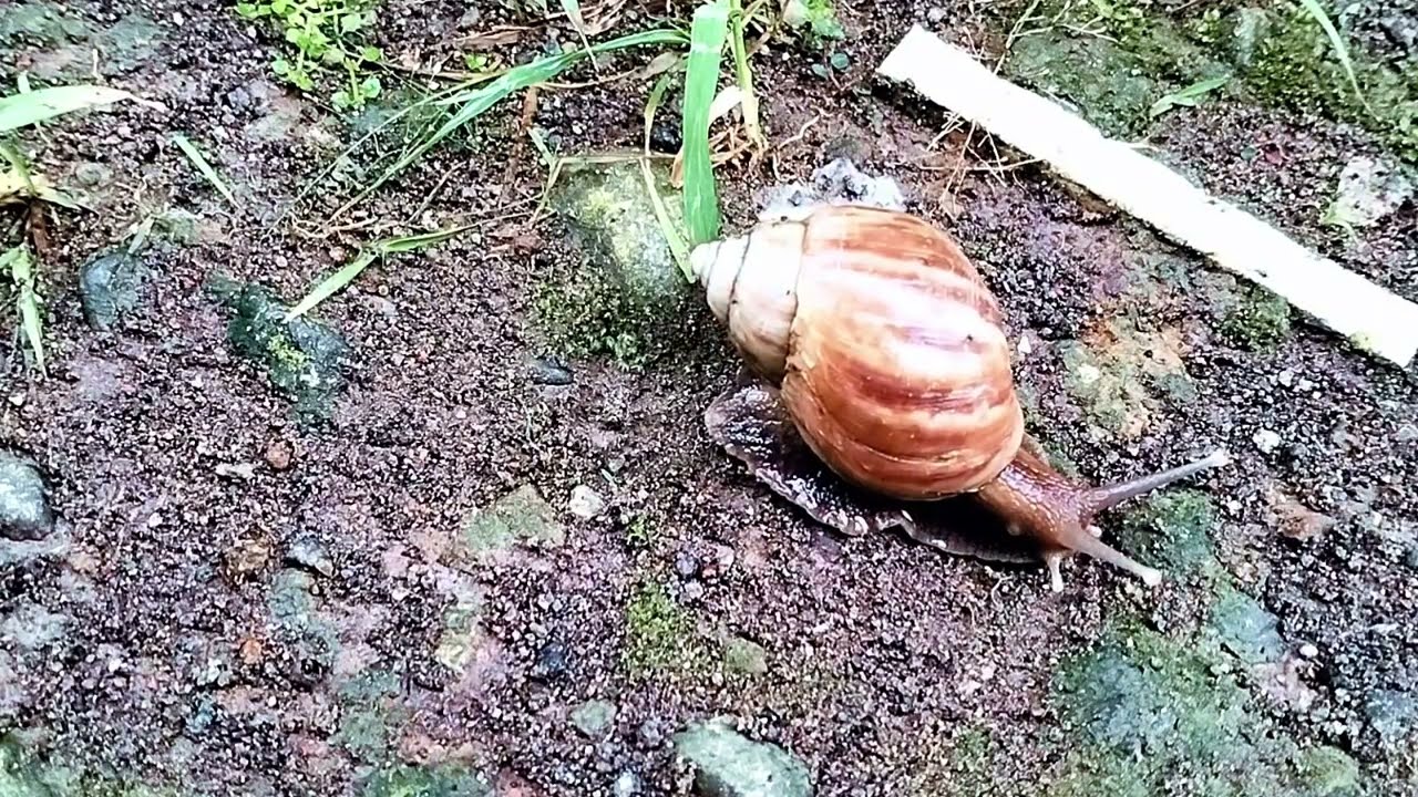 “Happy Snail Adventures #19 Fun Learning for Kids”