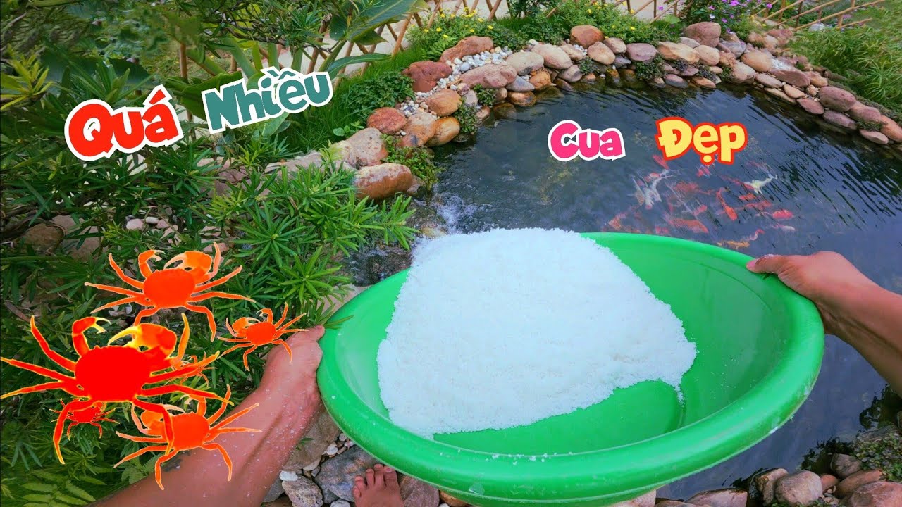 Đổ Muối Xuống Hồ Cá Koi Và Được Tặng Rất Nhiều Của Đỏ Đẹp Siêu To Khổng Lồ / Quế Nghịch