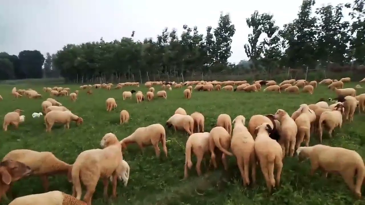 aj mai sheep ke jhund mai Gaya maza a gaya
