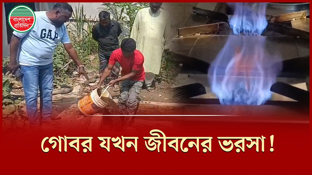 গোবর থেকেই গ্যাস-বিদ্যুৎ, গ্রামবাংলার মানুষের নতুন ভরসা | Cow Dung | Gas-Electricity | Noakhali