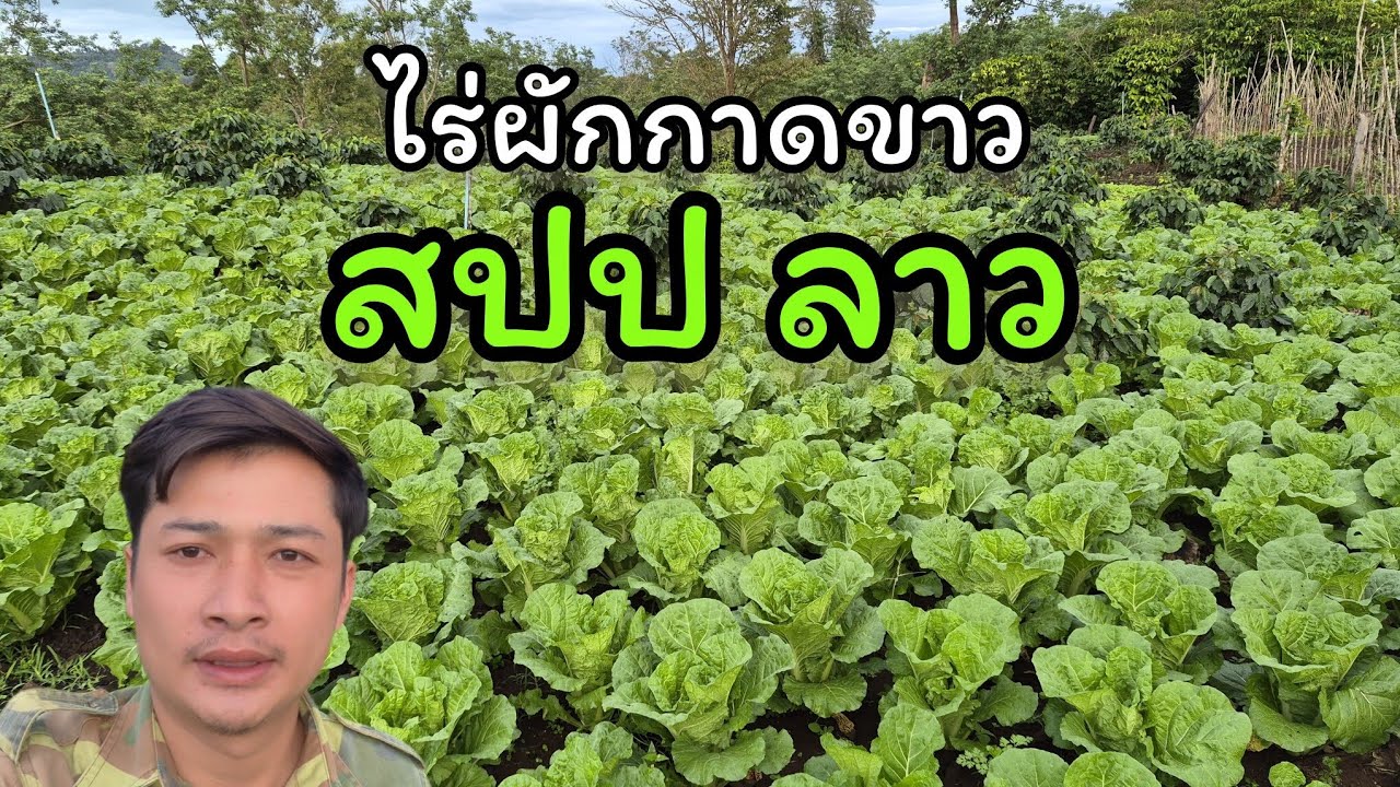 ไร่ผักกาดขาว สปป ลาว สร้างรายได้หลักล้าน ปลูกแบบผสมผสาน