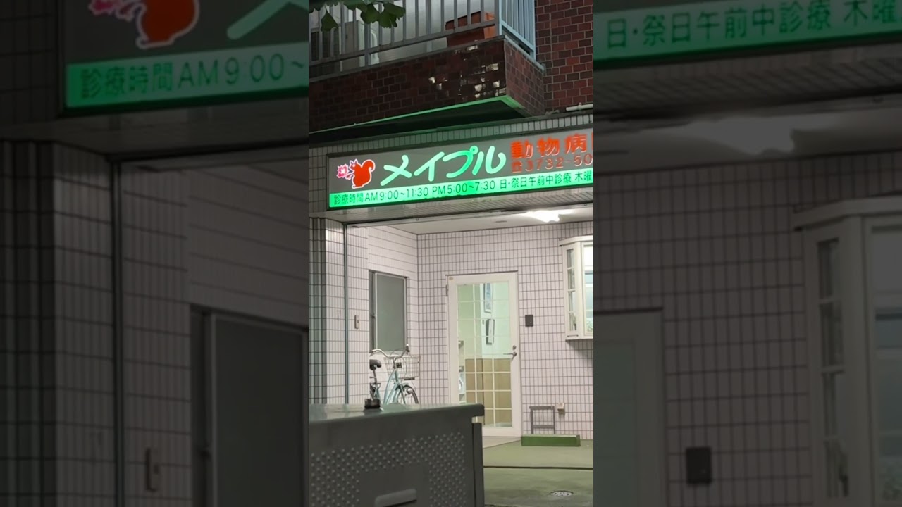 Rex&rsquo;s Family Vet in Tokyo (but hard to park a car) #japan #tokyo #dog #dogs #vet #doglover