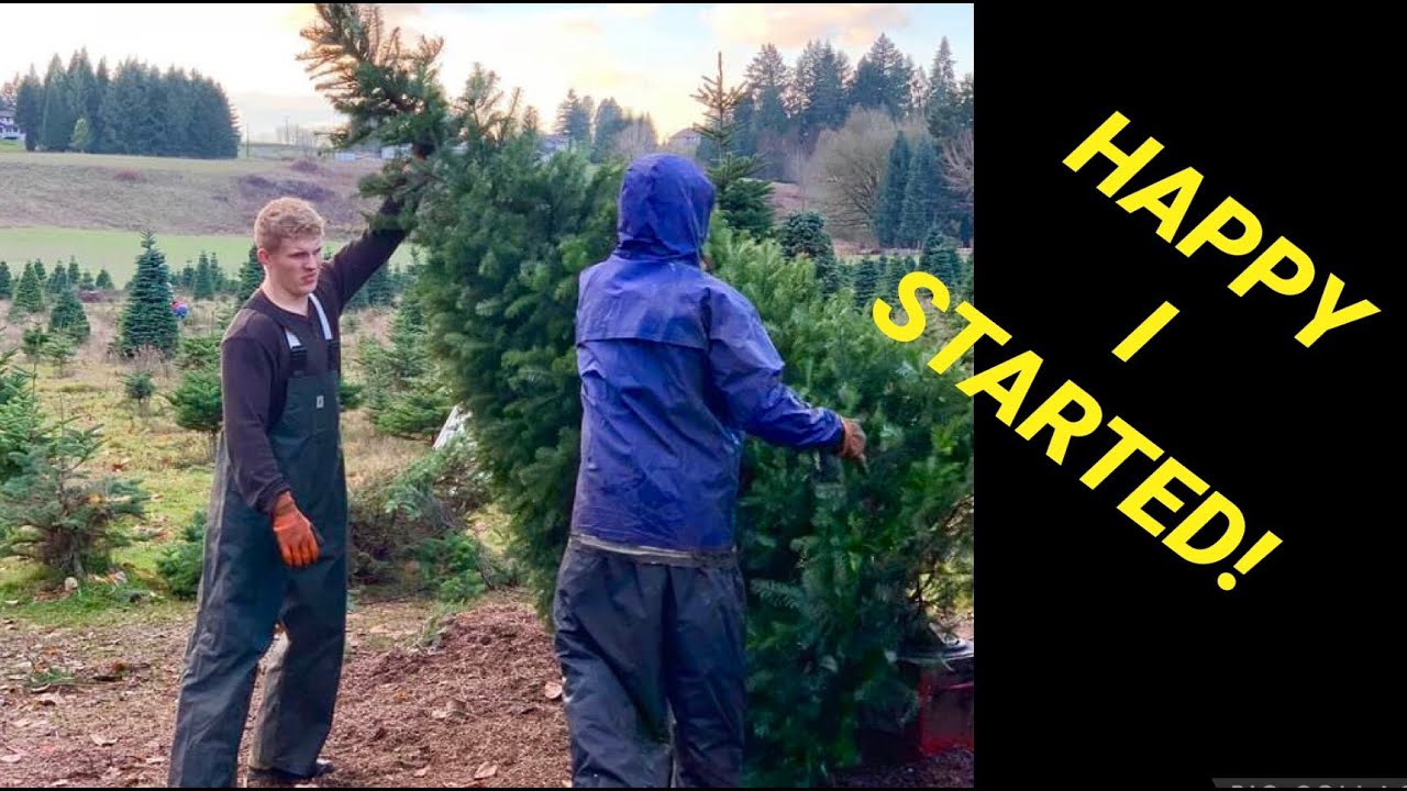 Christmas tree farming: The story of how and why I started.