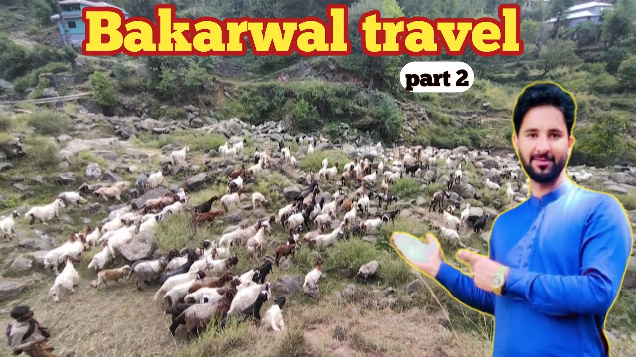 Bakarwal Traveling | Bakarwal | Nomadas life | Bakrwals Traveling in Kashmir |  toseef diary
