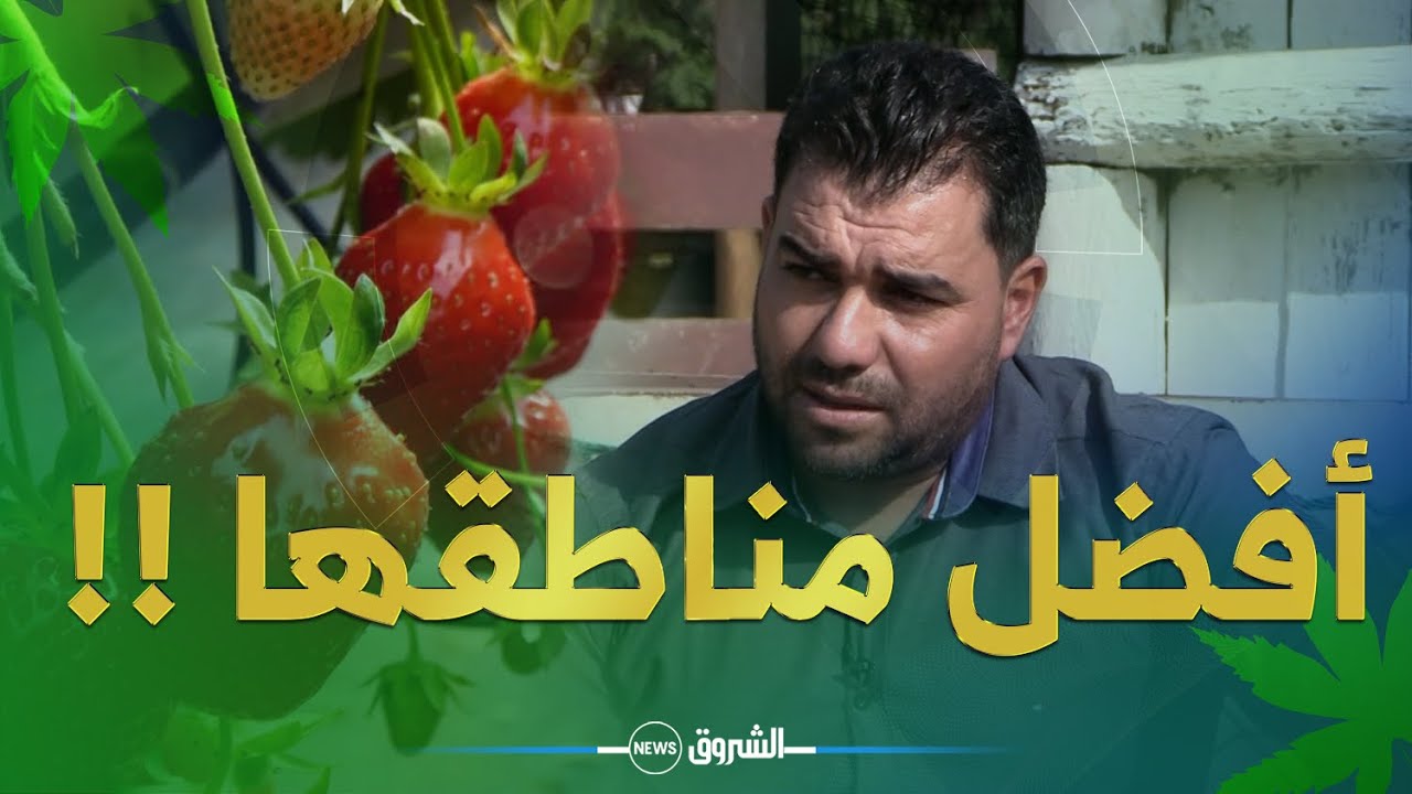 خبير فلاحي يكشف: هذه هي المناطق التي تنجح فيها زراعة الفراولة 🍓🍓
