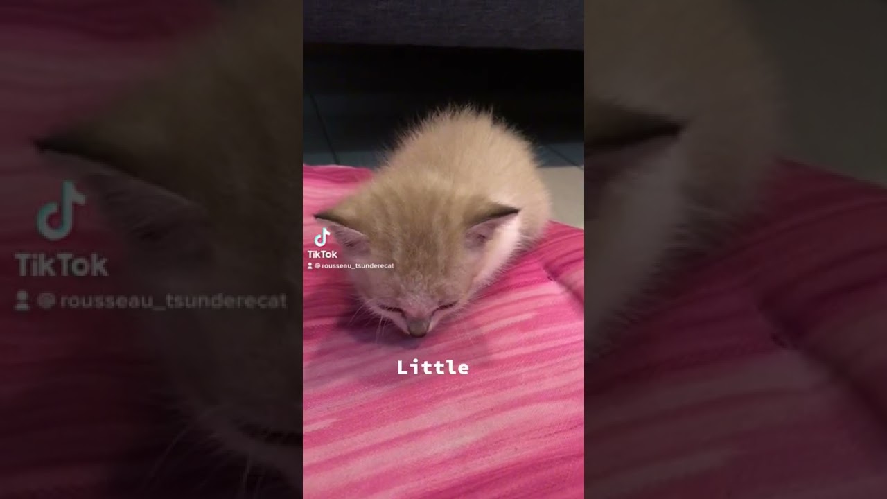 Soft Kitty Warm Kitty Little Ball of FUR