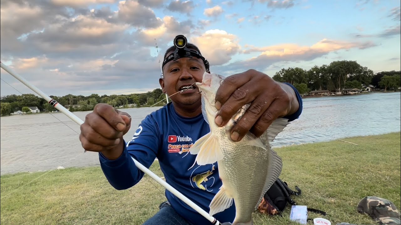 20 mojarras en una hora. Carnada súper efectiva