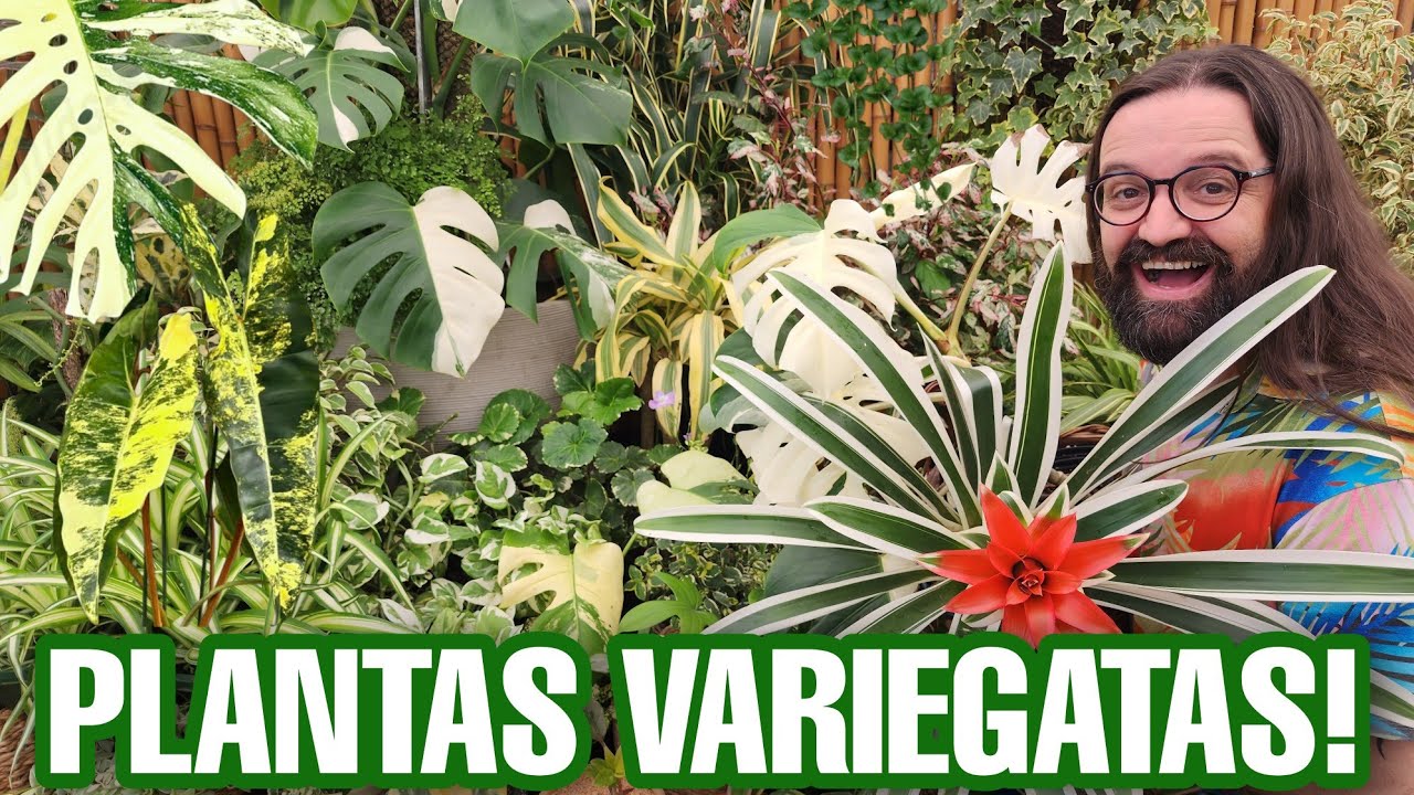 PLANTAS VARIEGATAS - Todos os SEGREDOS revelados