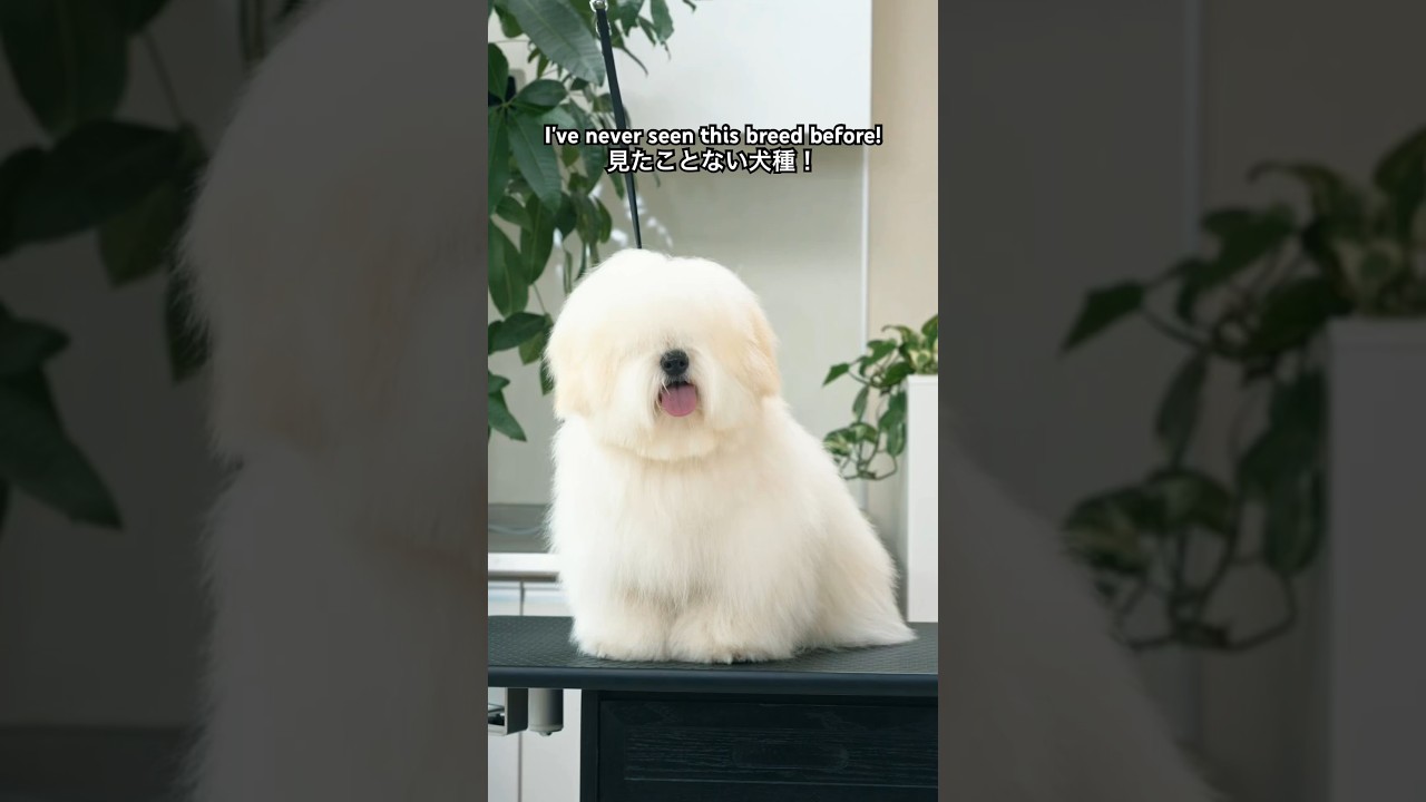 この子の犬種はいったい&hellip;？/ Grooming ASMR #puppy #トリミング