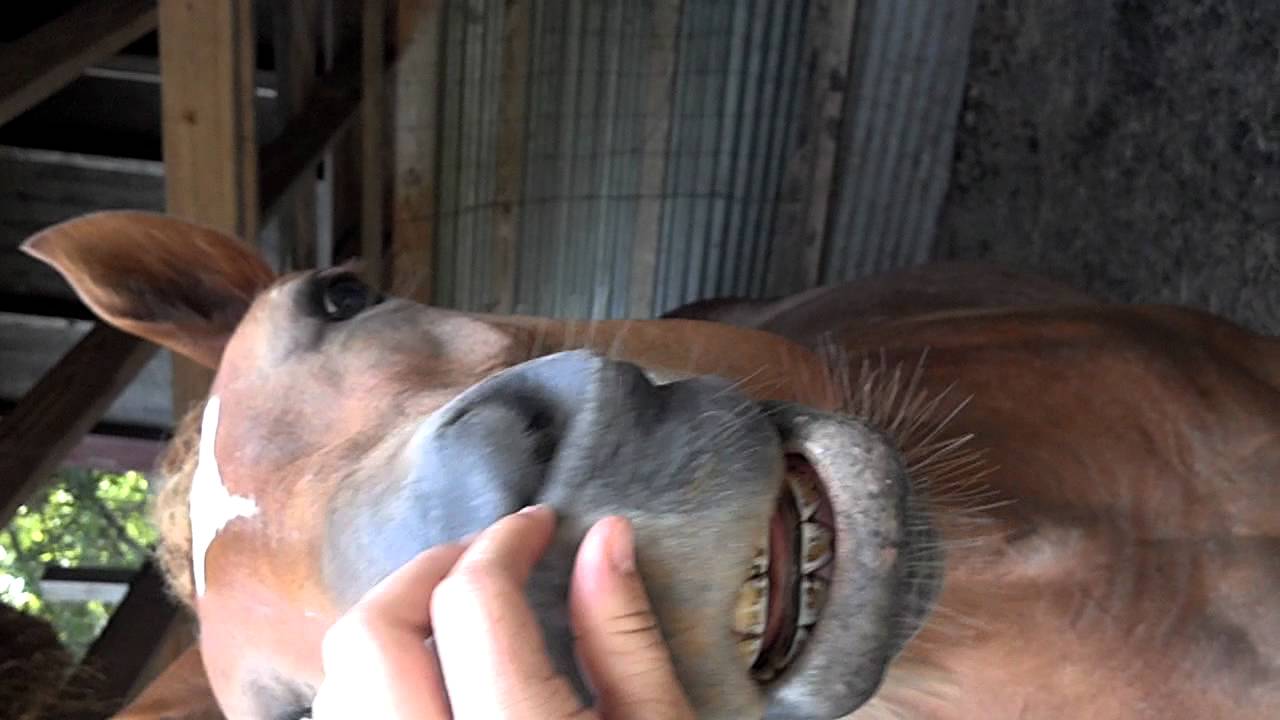 horse nose tickle