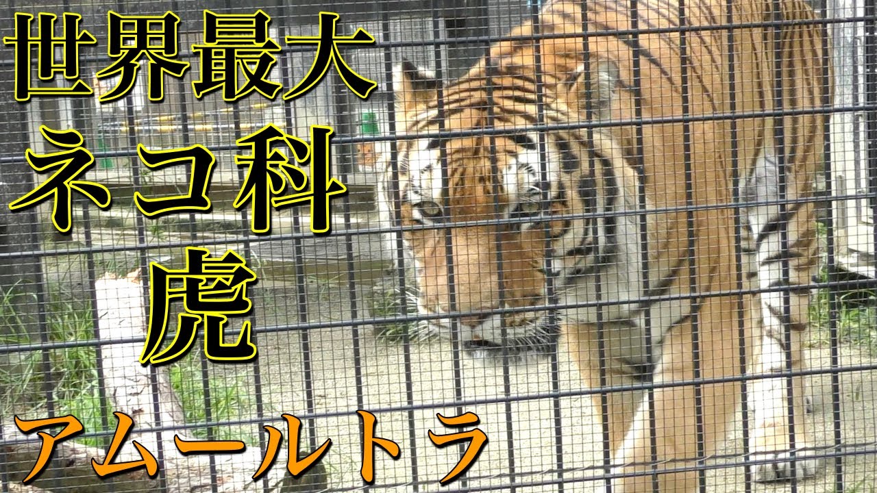【最強】世界最大のネコ科動物「アムールトラ（トラ）」〜京都府「京都市動物園」の動物〜