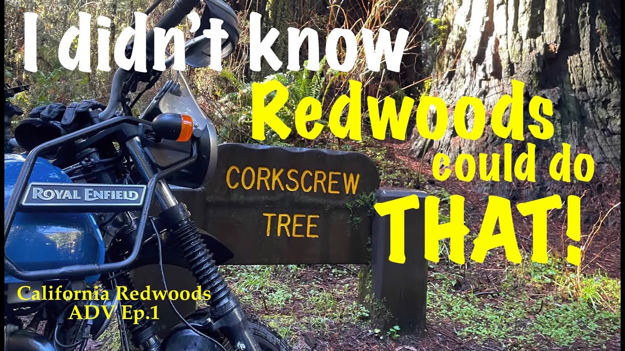 Newton B Drury Scenic Parkway: Redwood National & State Parks| California Redwoods ADV Ep.1
