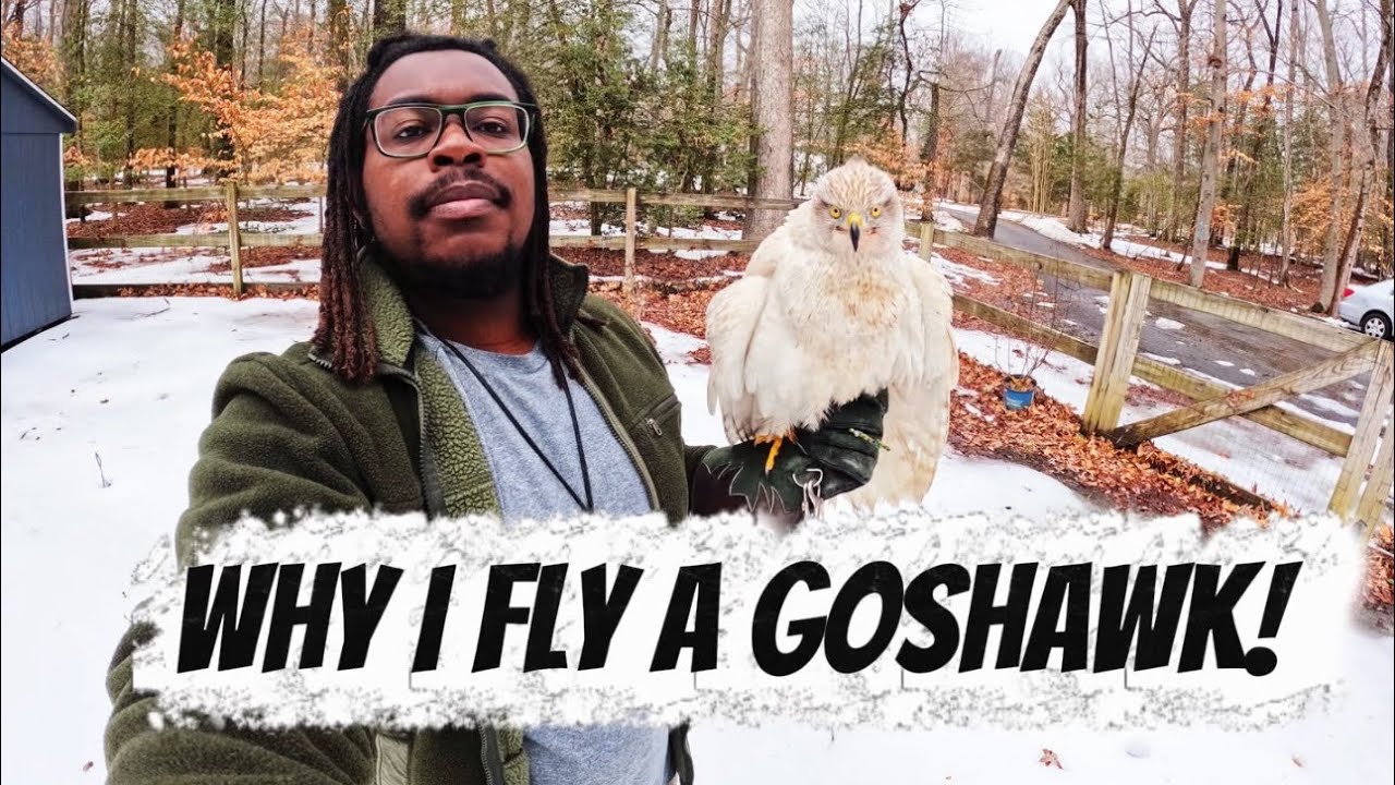 Why I Fly A GOSHAWK! (What Falconry Means To Me)