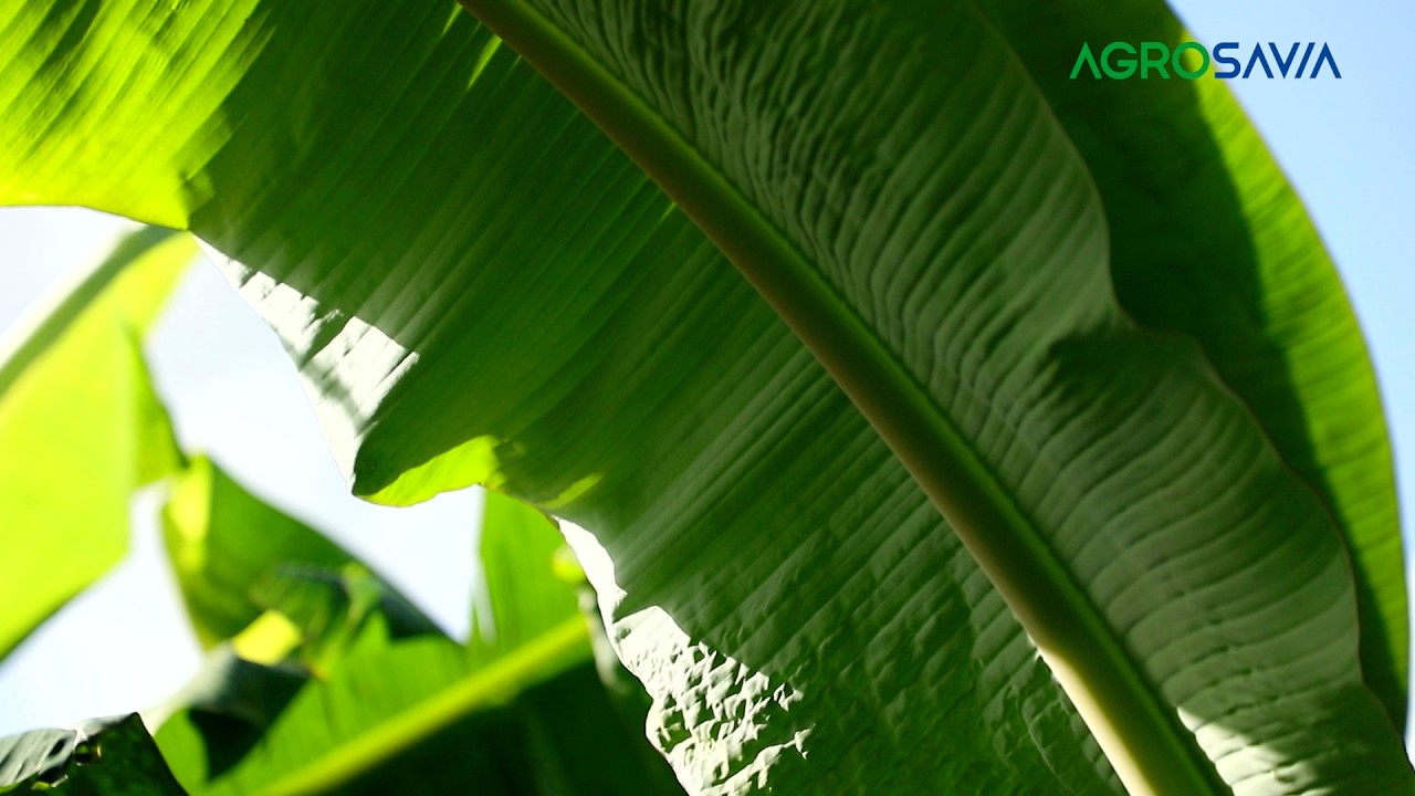 Producción de semilla de plátano Hartón. Pilar fundamental para el éxito del cultivo en Casanare