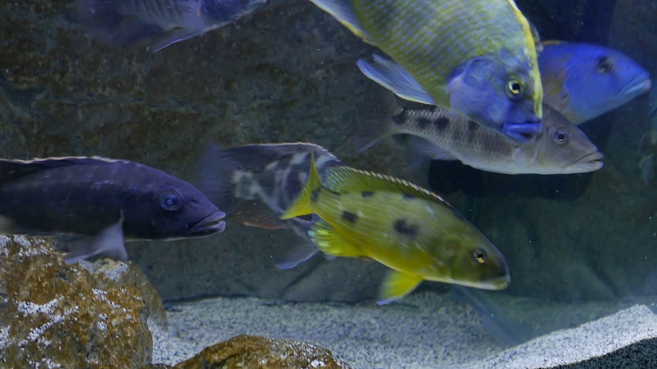 The number 1 Predator Haps of lake Malawi Fish in my opinion in the home aquarium