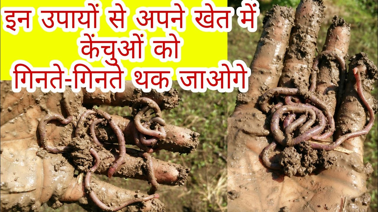 इन उपायों से 'केंचुए' आपके खेत में दौड़े चले आएंगे | How do you increase EARTHWORM population