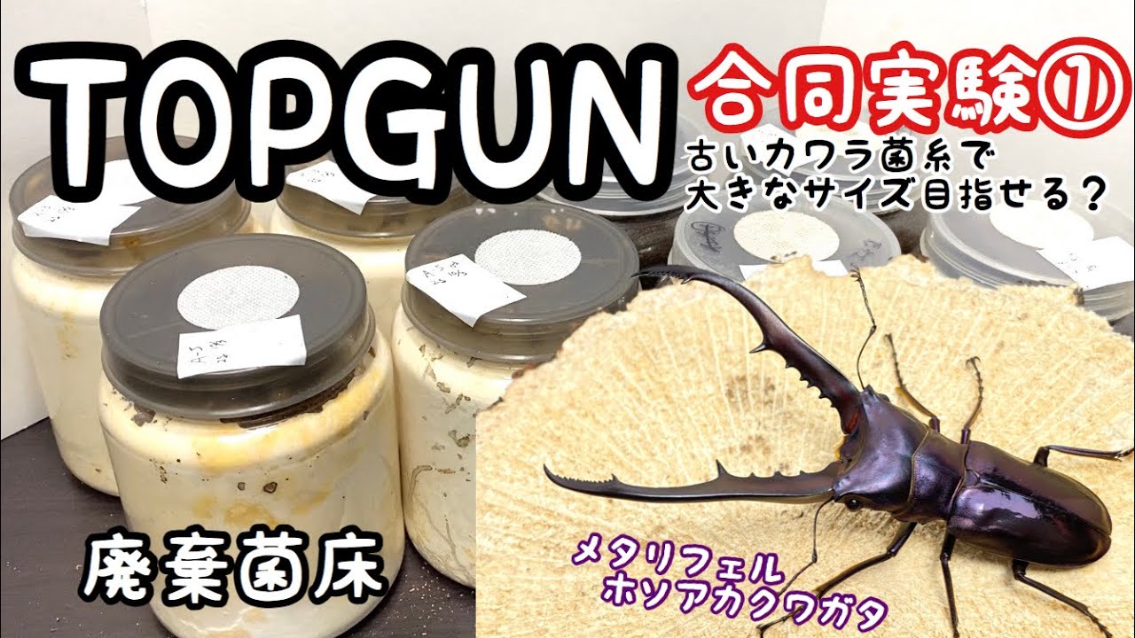 TOPGUN合同実験! メタリフェルのサイズを大きくするには？【クワガタ飼育】