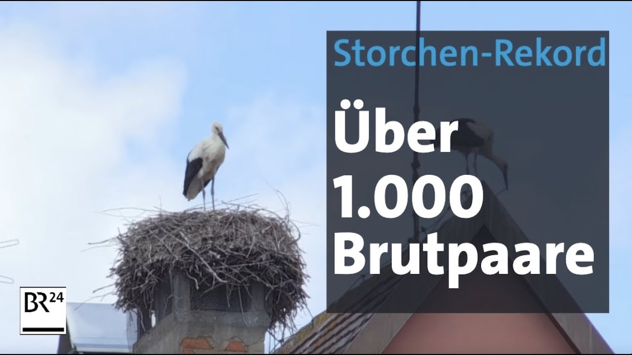 Erstmals mehr als 1.000 Brutpaare: Storchen-Rekord in Bayern | BR24