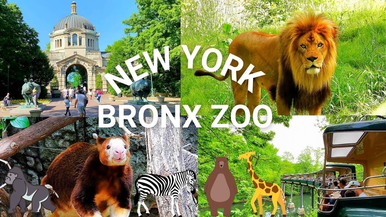 NYC Bronx Zoo Highlights | Exploring One of the Best Zoos in the United States