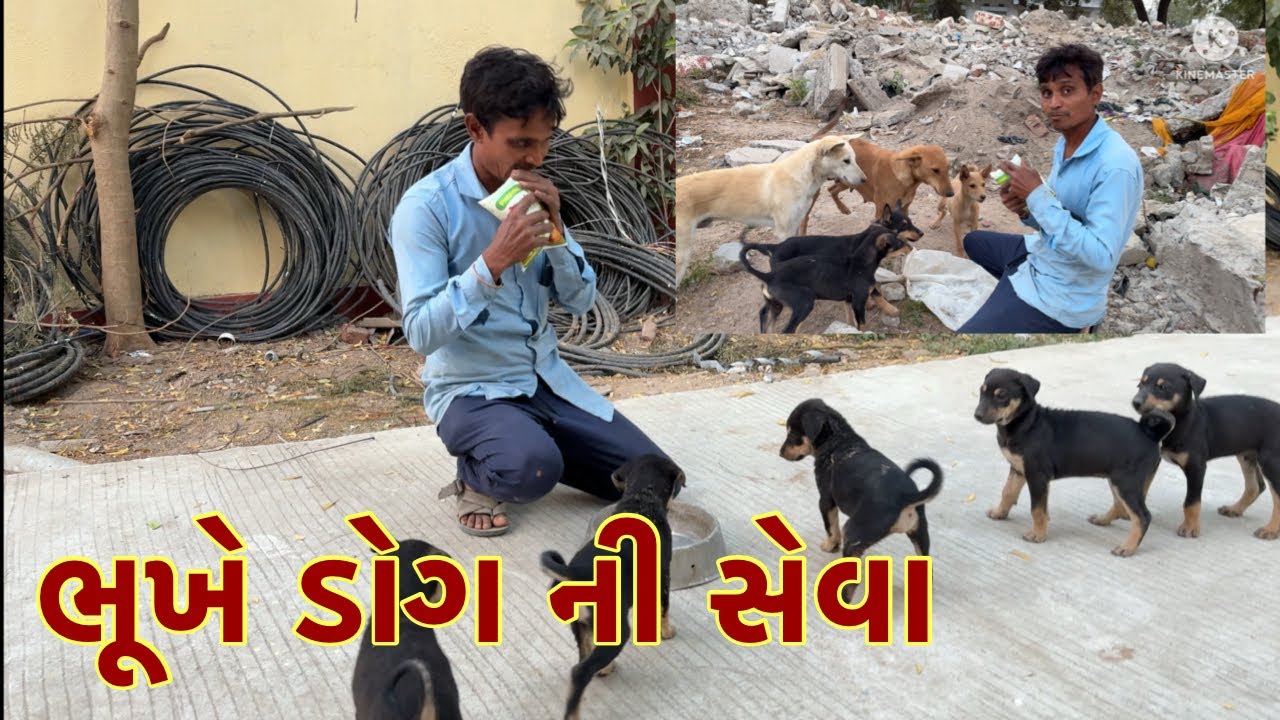 ભૂખે ડોગ ની સેવા કરી // gujrati vlog // viral video // animals lover vlog 