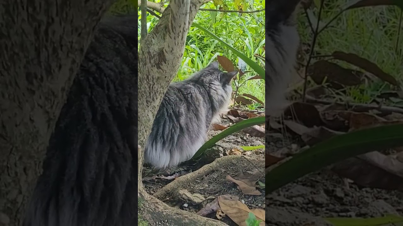 Mi gato muy concentrado #cats_and_fun44 #gatos #cats #shorts