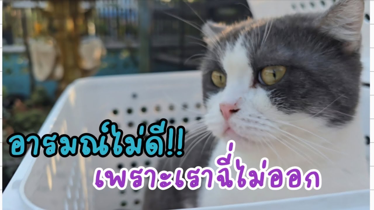 อารมณ์ไม่ดี!! เพราะเราฉี่ไม่ออก #แมวจร #catlover #cat #ผู้กองแขกกับแมวจร Vol.2 