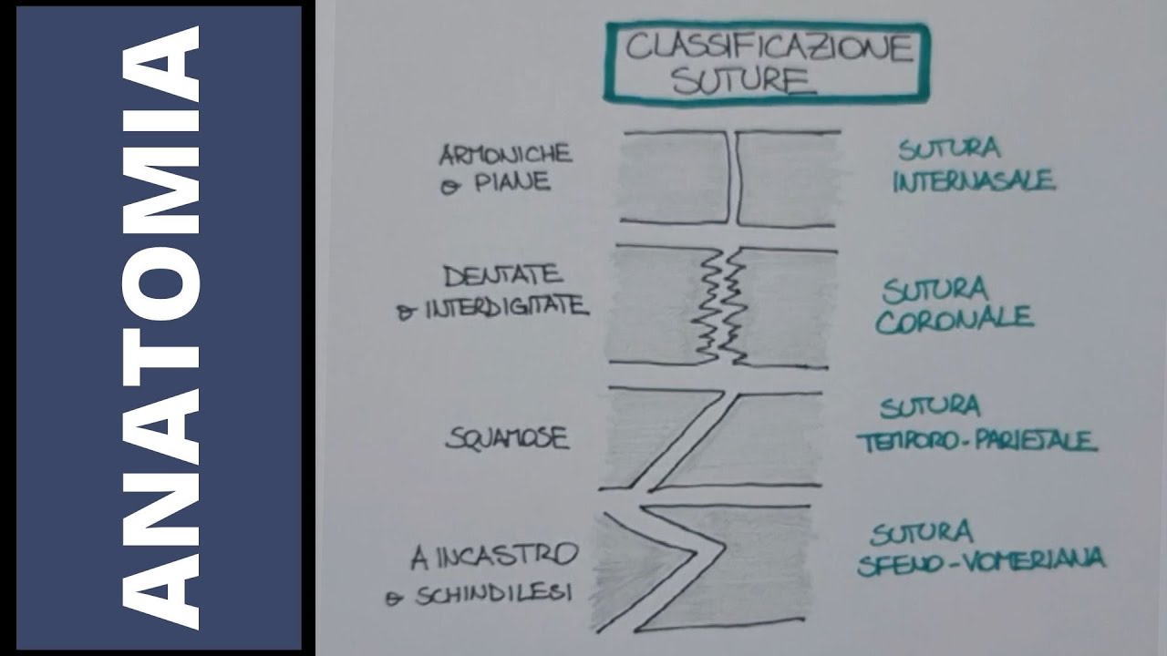 Articolazioni fibrose e cartilaginee