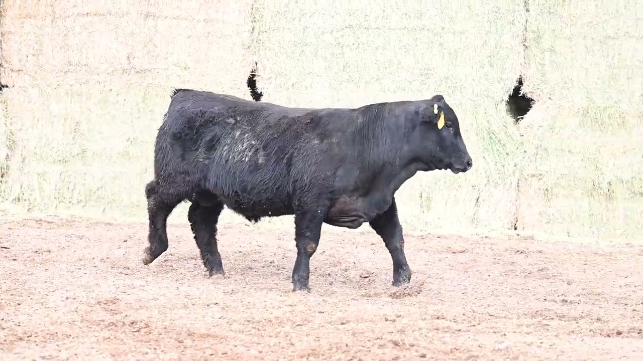 ubia61