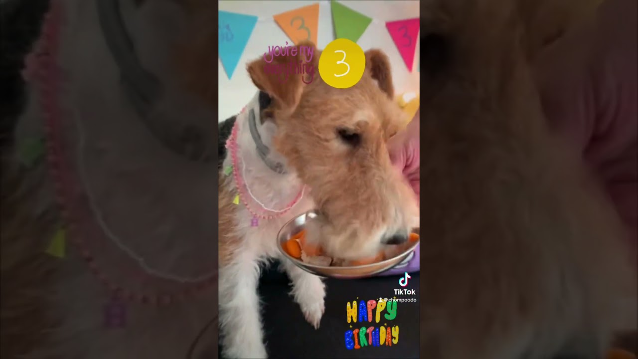 #happybirthdaytoyou #wirefoxterrier #kaiababychompoodo #chompoodo #foxterrier