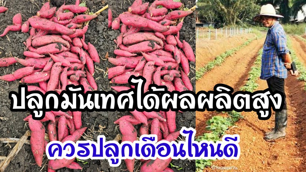 มันเทศควรปลูกเดือนไหนดี อีกหนึ่งอาชีพที่สร้างรายได้ให้กับเกษตรกร